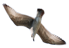 flying gull