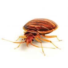 Bed bug control and removal services