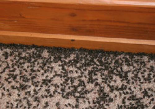Cluster flies from Cleankill Environmental Services