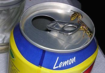 Wasps on can