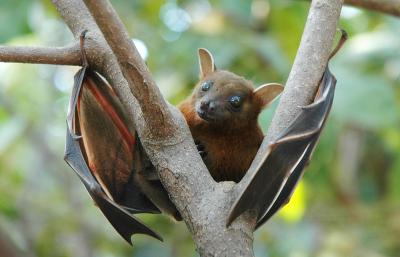 Bat - Lesser Short-Nosed Fruit Bat