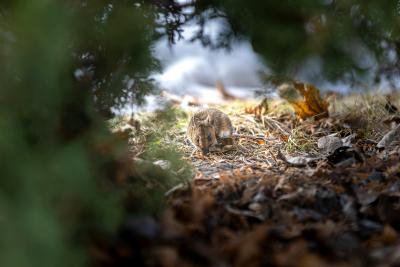 Photo by Olavi Anttila: https://www.pexels.com/photo/the-wood-mouse-is-a-little-shy-but-will-come-if-you-stand-still-and-wait-20356576/